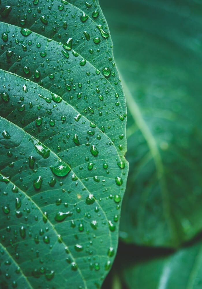 rain-water-green-leaf-macro